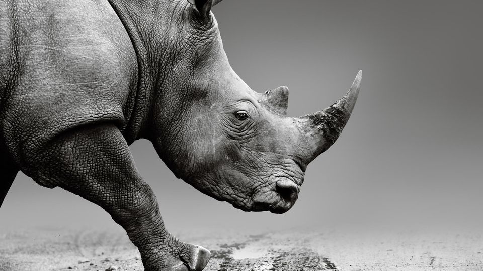 Diese Tiere werden in diesem Jahr für immer von der Erde verschwinden Diese Tiere werden in diesem Jahr für immer von der Erde verschwinden