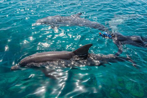 Mit Delfinen schwimmen: 2 Delfine mit einer Person im Meer