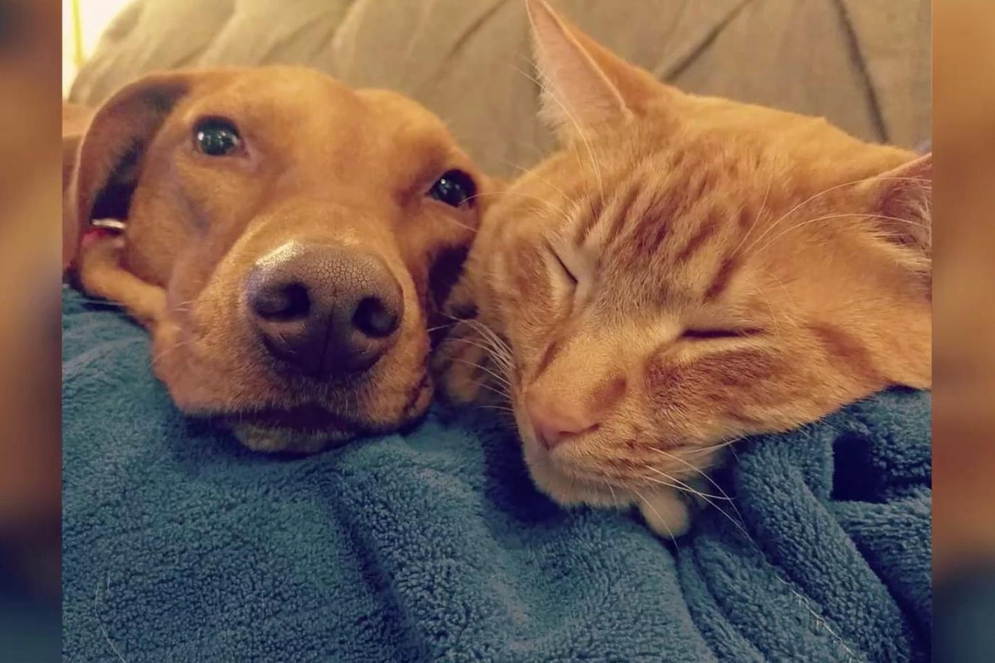 Get Katzen sprueche fuer verstorbene tiere For Free