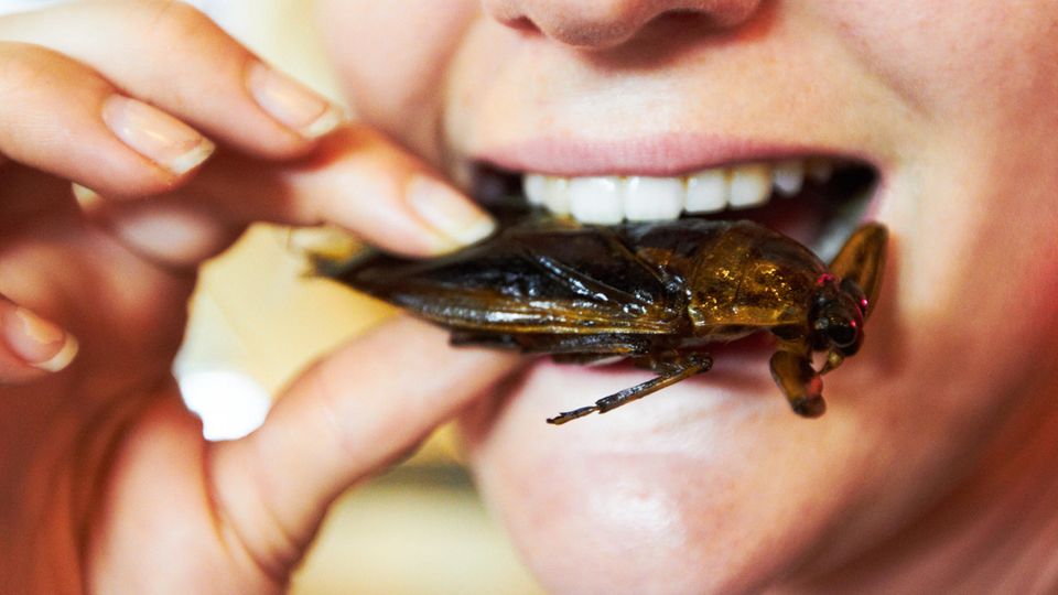 Insekten statt Fleisch: Die Ernährung der Zukunft? Insekten statt Fleisch: Die Ernährung der Zukunft?