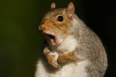 London: Eichhörnchen essen liegt im Trend! London: Eichhörnchen essen liegt im Trend!