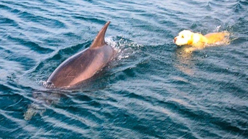 Ungleiches Paar: Hund und Delfin werden die besten Freunde Ungleiches Paar: Hund und Delfin werden die besten Freunde