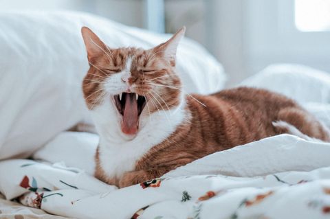 Katzenallergie: Gähnende Katze