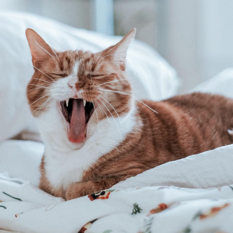 Katzenallergie: Gähnende Katze