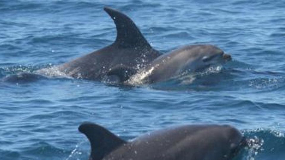 Aus Verzweiflung: Delfin-Mutter trägt tagelang ihr totes Baby herum
