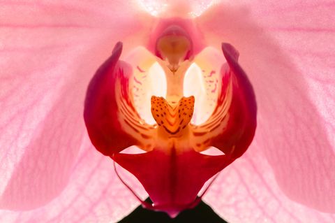 Blühende Orchidee: Eine rot blühende Orchidee