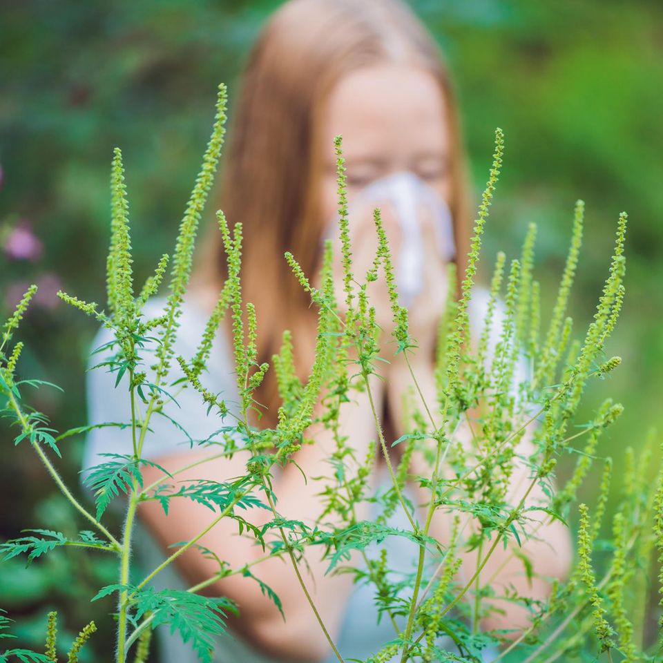 Ambrosia-Allergie: Allergikerin putzt sich die Nase