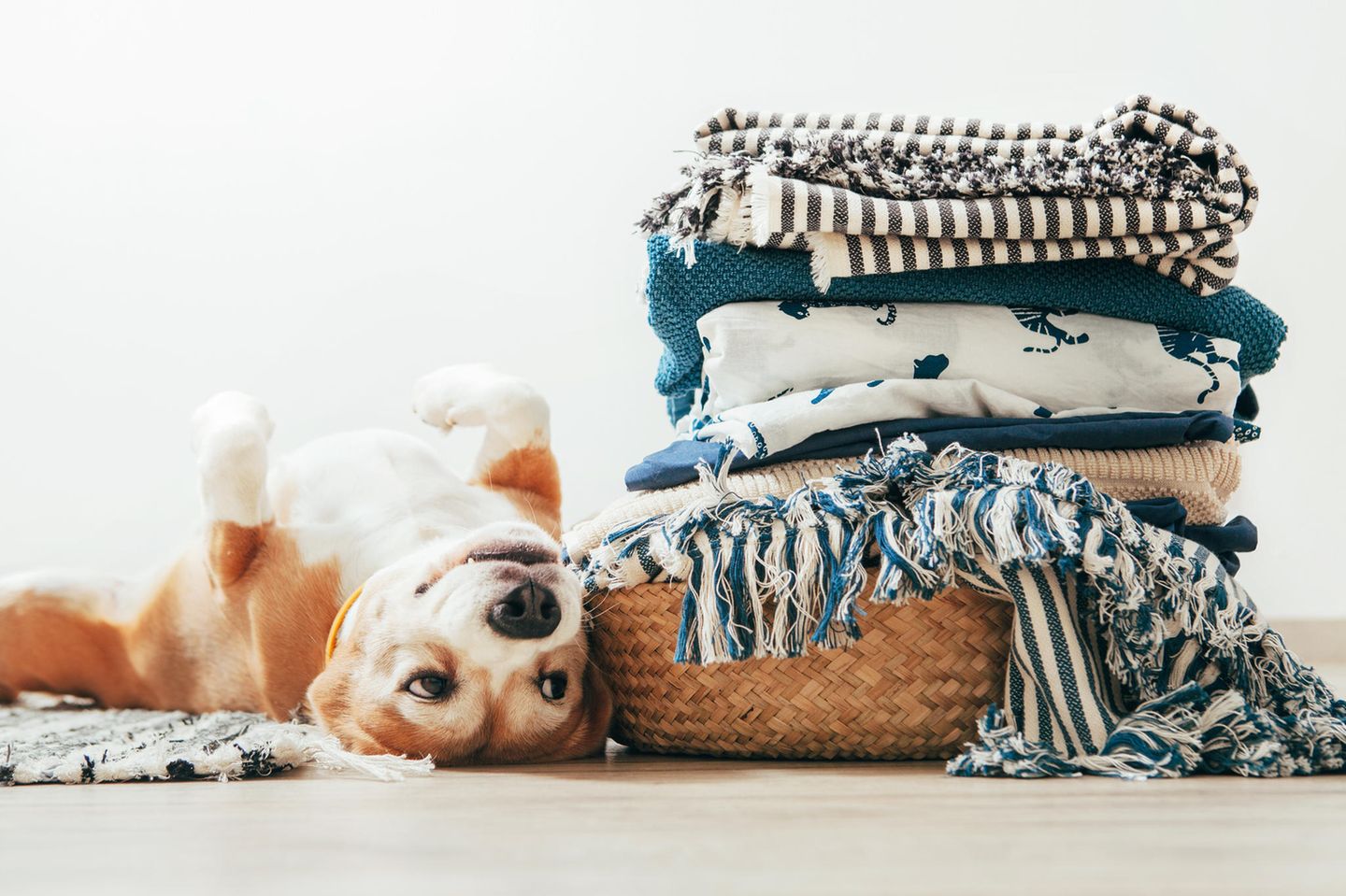 Hundeallergie: Hund neben einem Wäschekorb