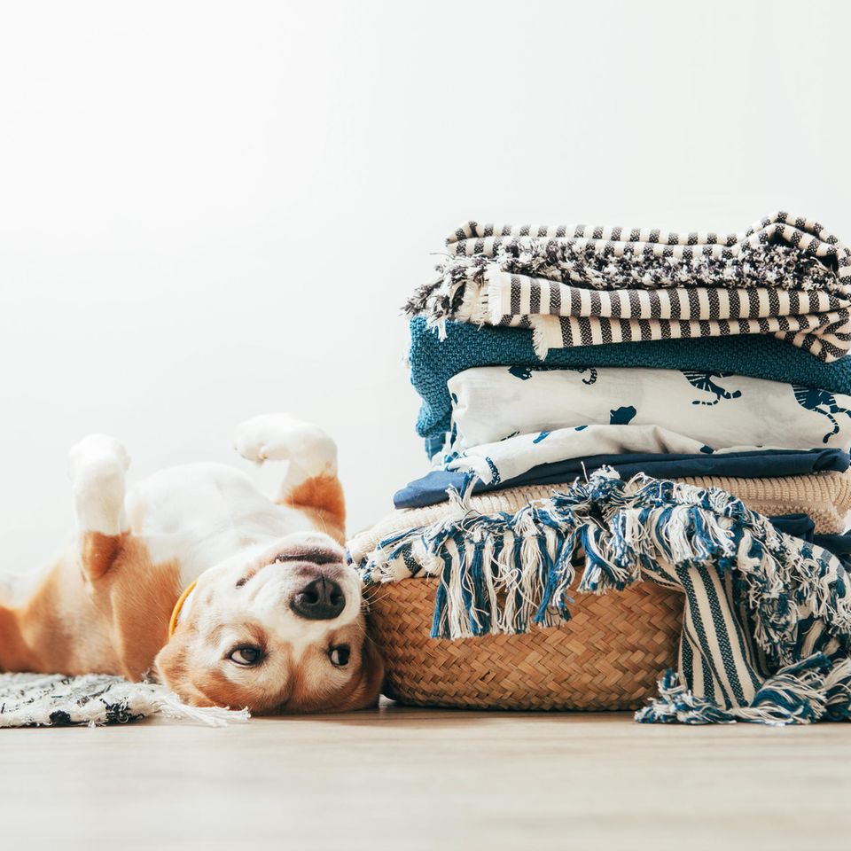Hundeallergie: Hund neben einem Wäschekorb