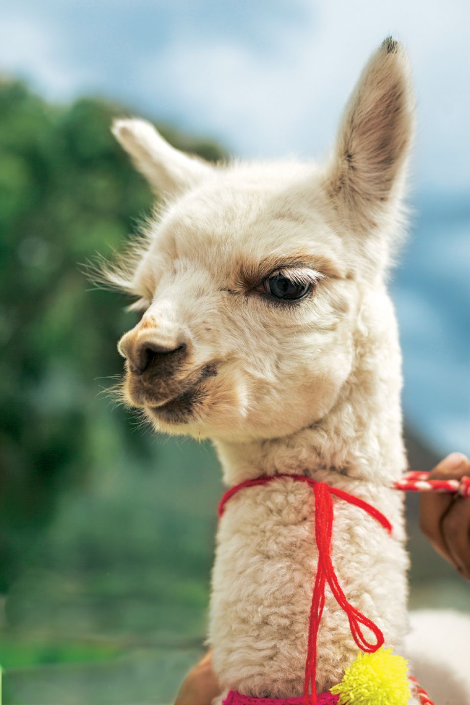 Peru: Die besten Reisetipps: Bild einem Baby-Alpaka