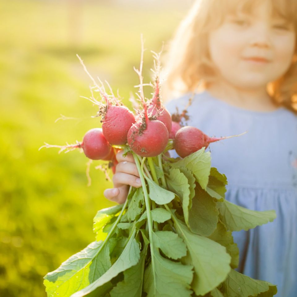 Radieschen pflanzen in 4 einfachen Schritten: Mädchen hält Bund mit frischen Radieschen in der Hand