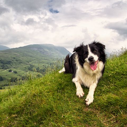 Wandern mit Hund: Packliste und Tipps für die Tour: Hund schaut in die Kamera, hinter ihm Berge und Himmel