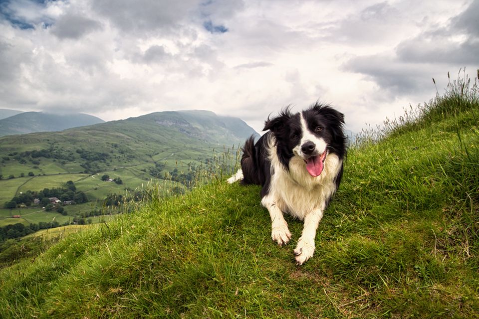 Wandern mit Hund: Packliste und Tipps für die Tour: Hund schaut in die Kamera, hinter ihm Berge und Himmel