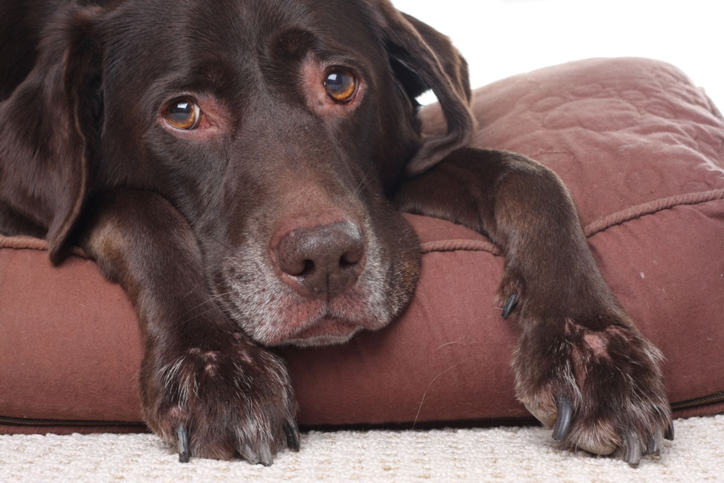Fieber beim Hund – kranker Labrador