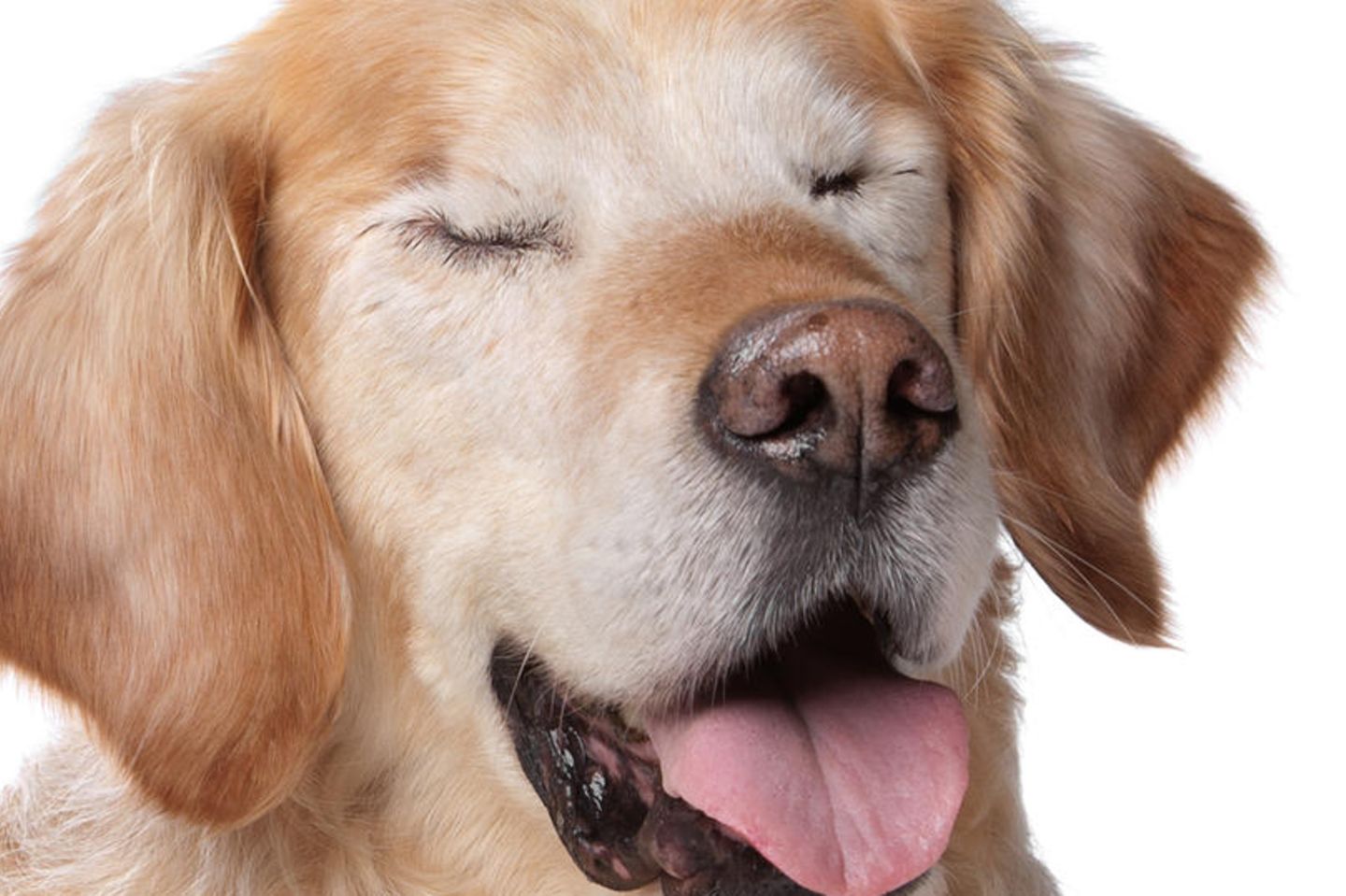 Blinder Hund bekommt Blindenhund BRIGITTE.de