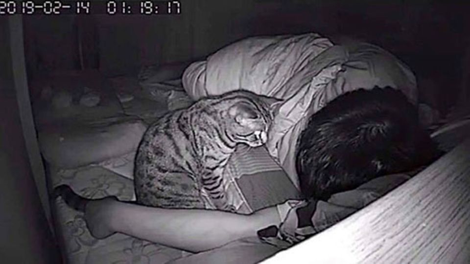 Nachtaufnahme: Er traut seinen Augen nicht als er seine Katze sieht! Nachtaufnahme: Er traut seinen Augen nicht als er seine Katze sieht!