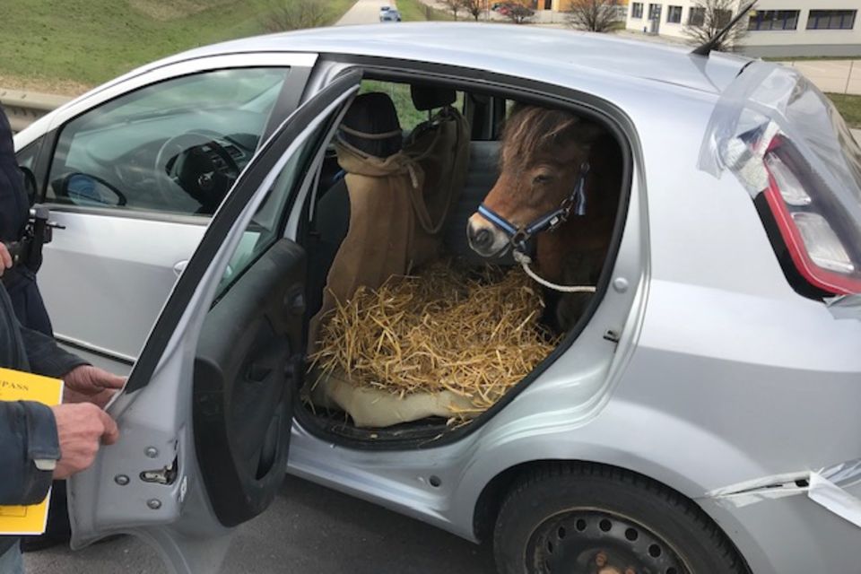 Polizei stoppt Kleinwagen mit Pony auf der Rückbank