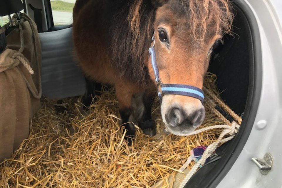 Polizei stoppt Kleinwagen mit Pony auf der Rückbank