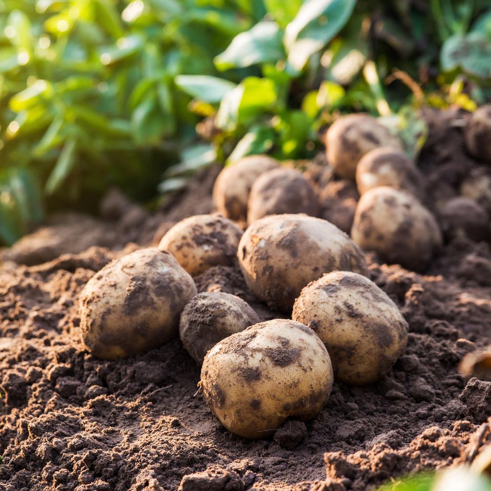 Kartoffeln pflanzen: Angebaute Kartoffeln