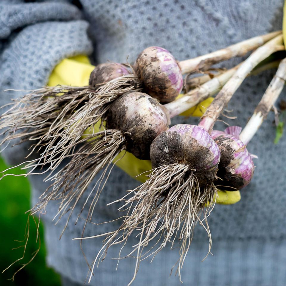 Knoblauch pflanzen: So gelingt der Anbau leicht: Jemand hält frisch geerntete Knoblauchknollen in der Hand