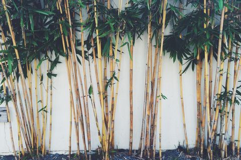 Bambus pflanzen und pflegen: darauf kommt es an: Bambushecke vor einer Wand