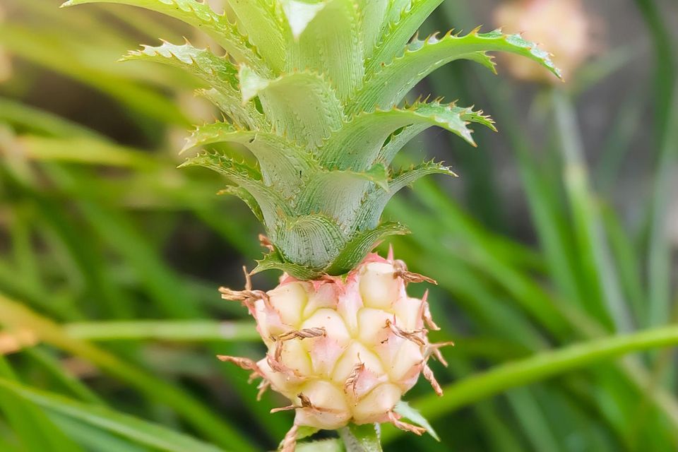 Ananas pflanzen Schritt für Schritt erklärt BRIGITTE.de