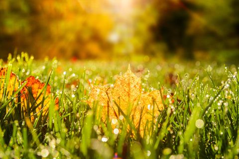 Rasenpflege im Herbst: Laubblatt auf Rasen