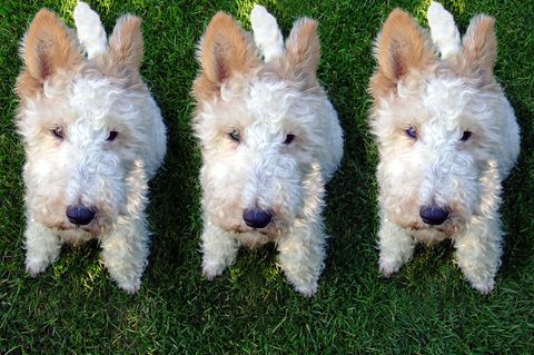 Können wir bald unsere Haustiere klonen: Drei Mal der selbe Hund
