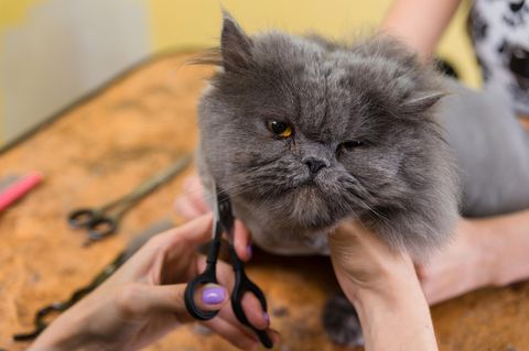 Katzenfrisur: Dino-Cut