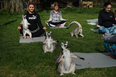 Yoga mit Lemuren
