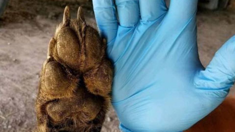 Mysteriöse Kreatur: Farmer erschiesst ein Tier, das Experten vor Rätsel stellt