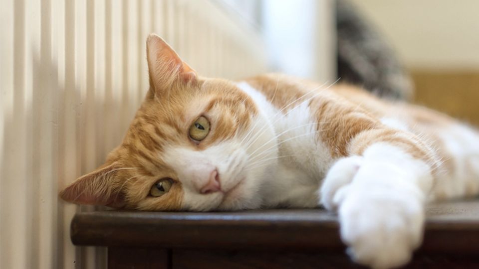 Liebeskummer: Wie dieser Kater sich auf ungewöhnliche Weise verliebt