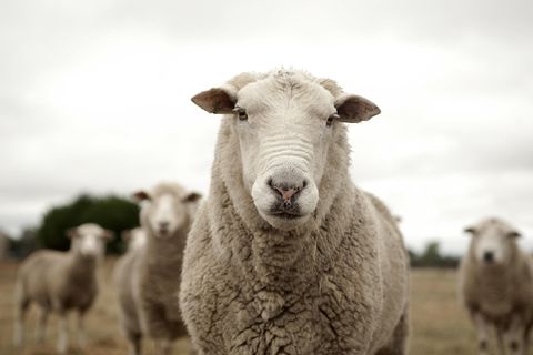 Schafe als Schüler