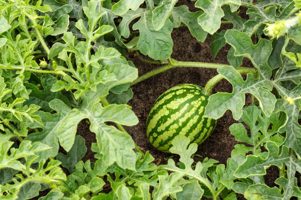 Wassermelone pflanzen: Tipps und Tricks für den Anbau: Wassermelonenpflanze im Beet