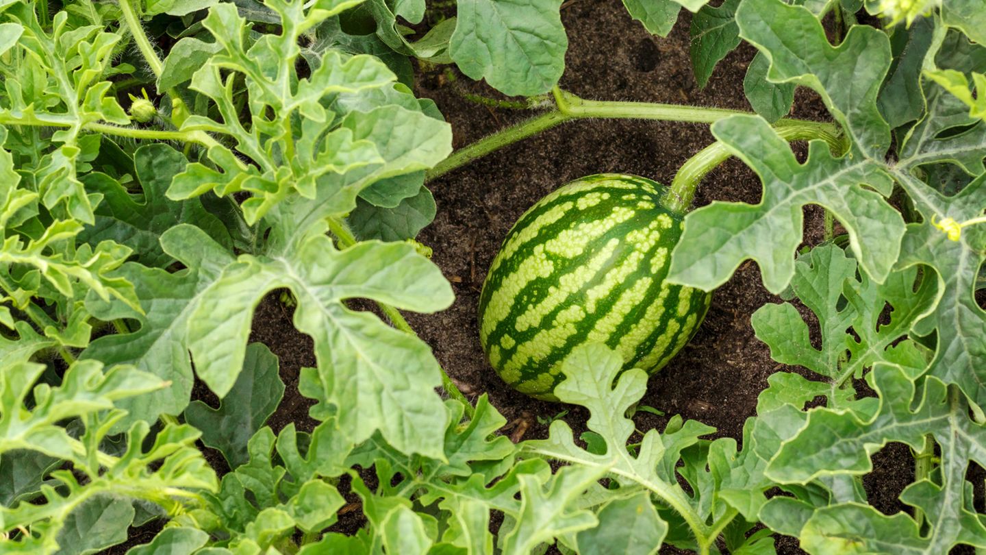 Wassermelone Pflanzen Tipps Und Tricks Für Den Anbau Brigitte De