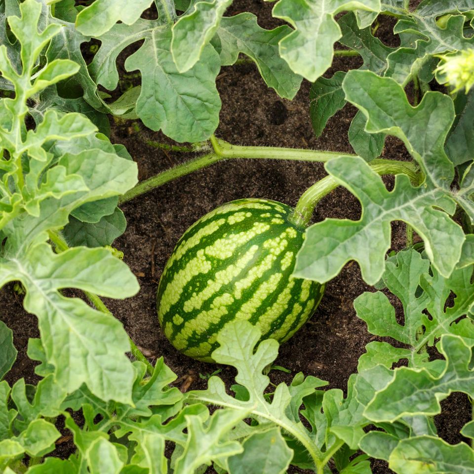 Wassermelone pflanzen: Tipps und Tricks für den Anbau: Wassermelonenpflanze im Beet