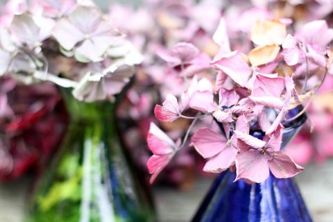 Hortensien trocknen: Tipps und Methoden: Getrocknete Hortensien in bunten Vasen auf einem Tisch