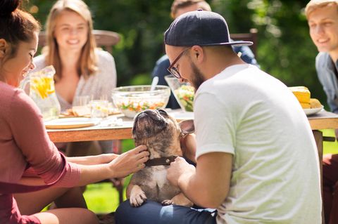 Studie: Ein Pärchen am Grill-Tisch krault eine französische Bulldogge