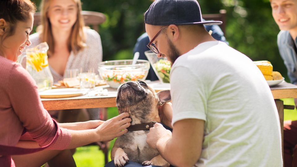 Studie: Ein Pärchen am Grill-Tisch krault eine französische Bulldogge