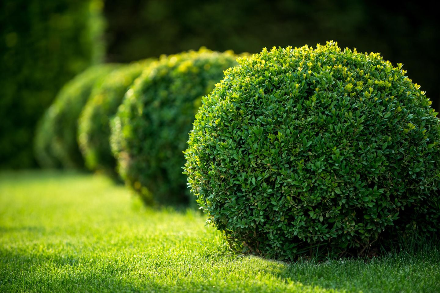 Immergrüne Pflanzen: So bleibt dein Garten ganzjährig grün | BRIGITTE.de