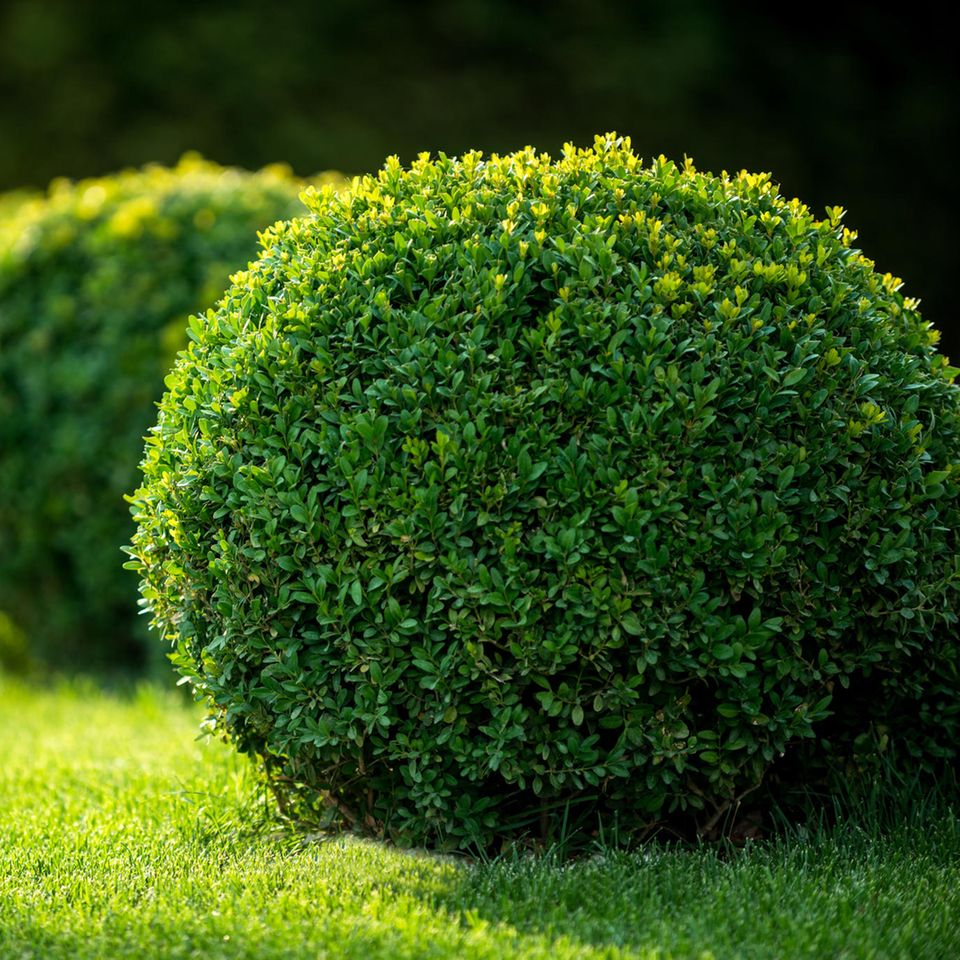 Immergrüne Pflanzen: So bleibt dein Garten ganzjährig grün: Buchsbäume in Kugelform auf Rasenfläche