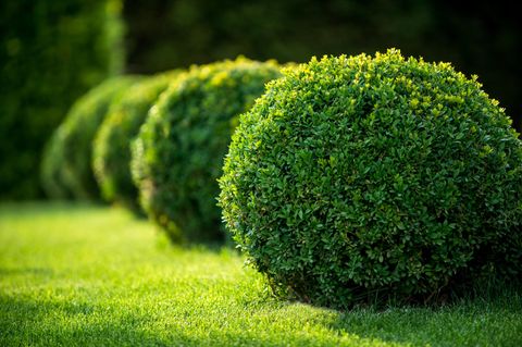 Immergrüne Pflanzen: So bleibt dein Garten ganzjährig grün: Buchsbäume in Kugelform auf Rasenfläche