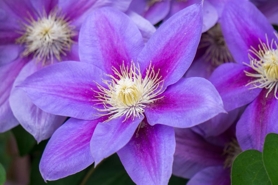 Clematis pflanzen Tipps für Pflanzung und Pflege BRIGITTE.de
