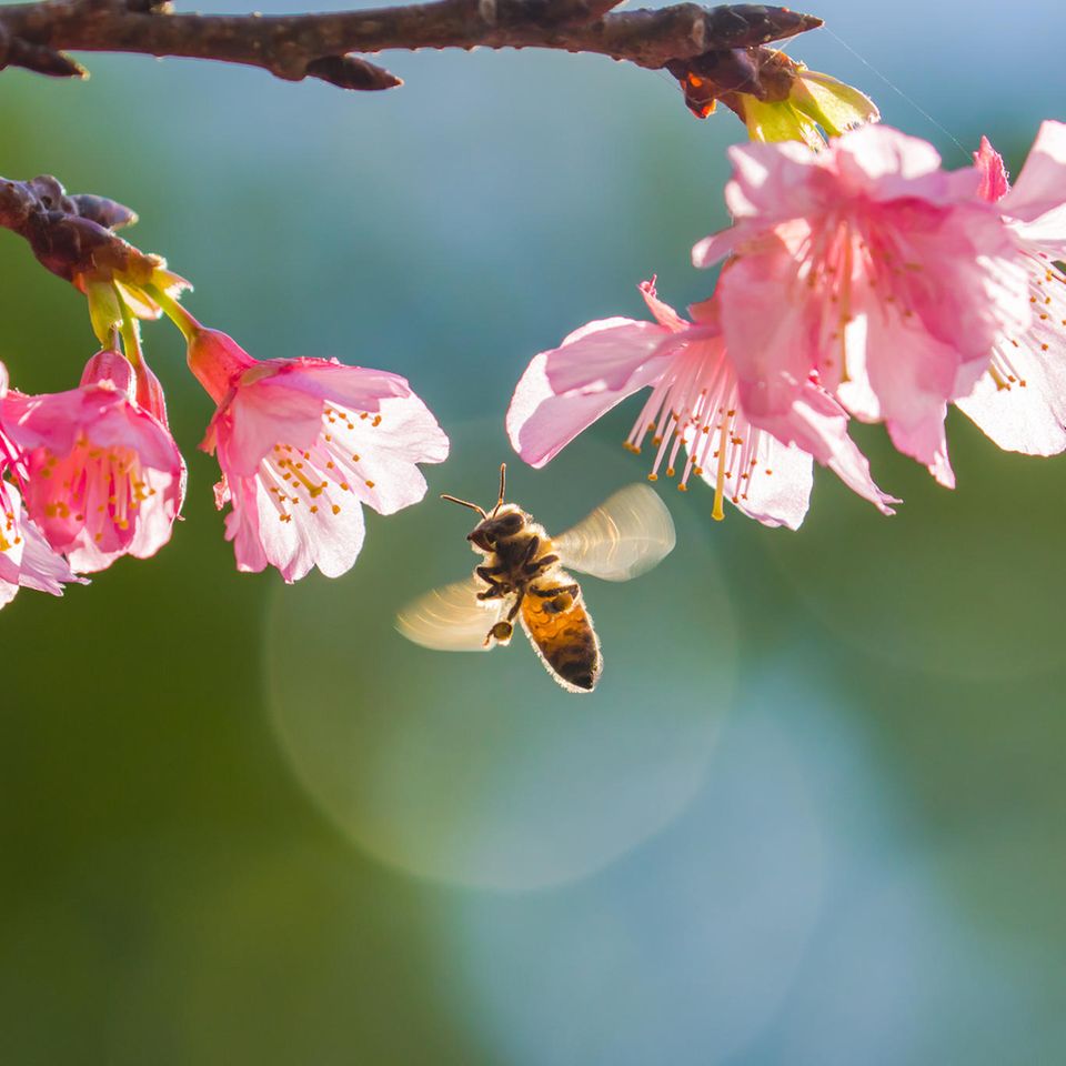 Bienenfreundliche Pflanzen für Balkon und Garten: Biene fliegt vor einer Kirschbaumblüte