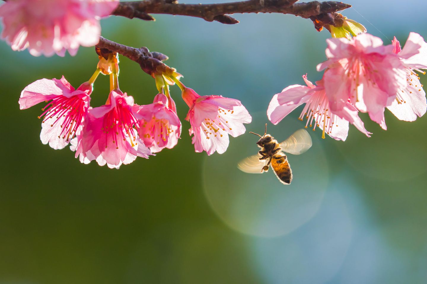 Bienenfreundliche Pflanzen für Balkon und Garten: Biene fliegt vor einer Kirschbaumblüte