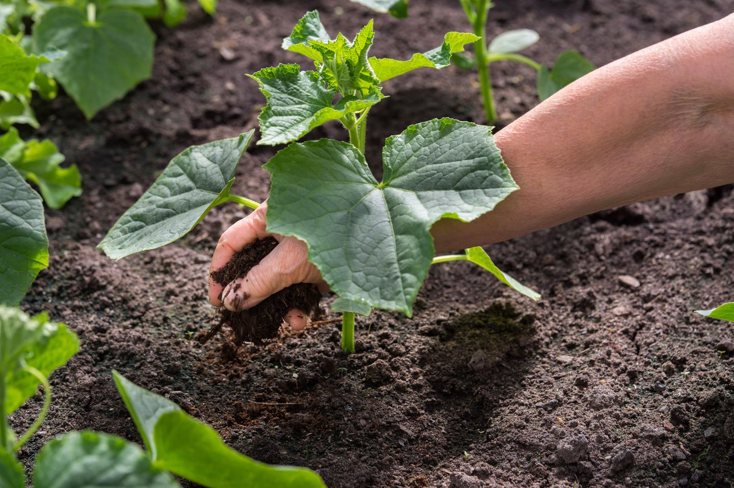 Gurken pflanzen: Tipps für Anbau und Pflege: Gurken-Jungpflanze wird in Erde eingesetzt