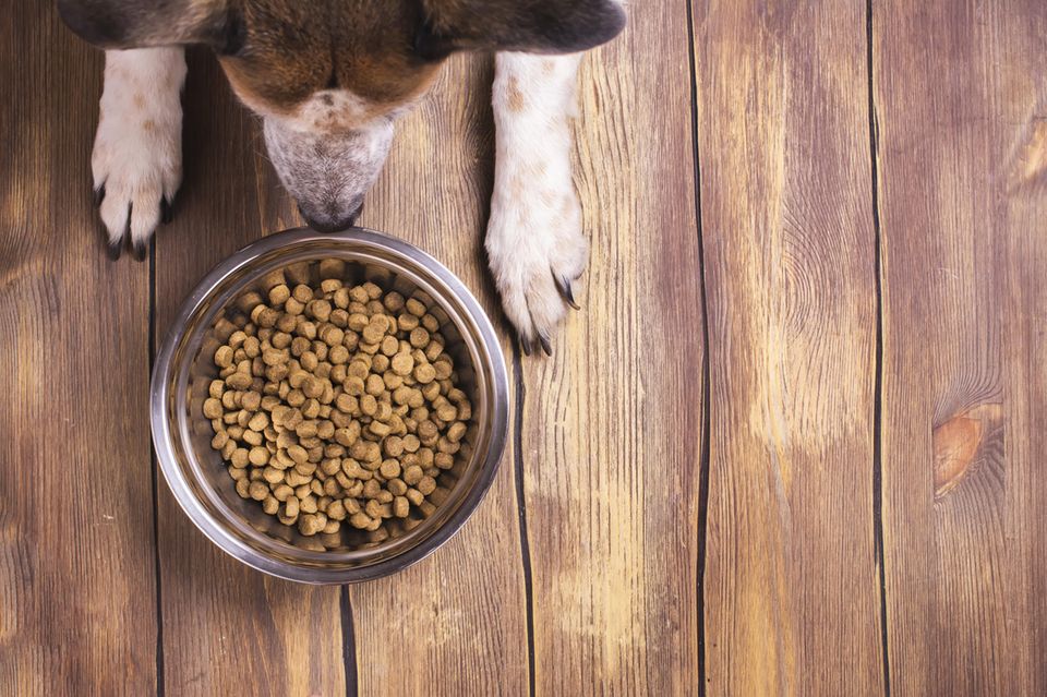Hund frisst nicht 6 Ursachen für Appetitlosigkeit BRIGITTE.de