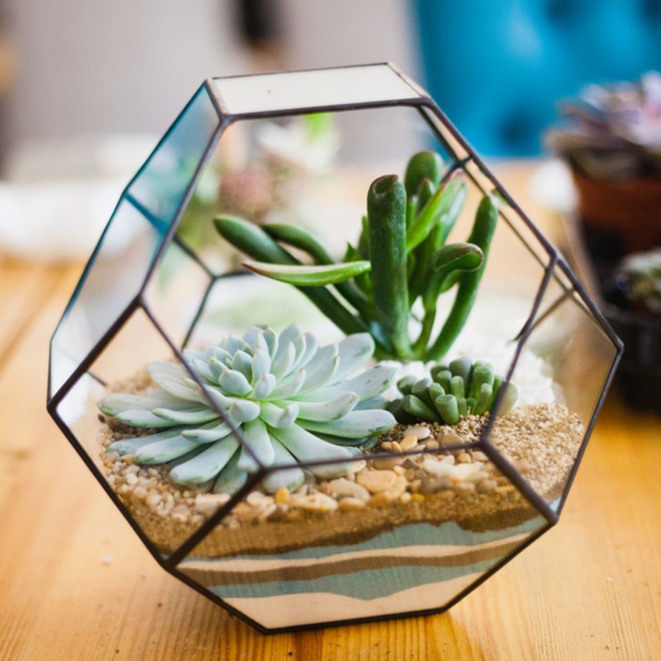 Pflanzenterrarium: Anleitung und Deko-Ideen: Sukkulenten in einem geometrischen Glasbehälter