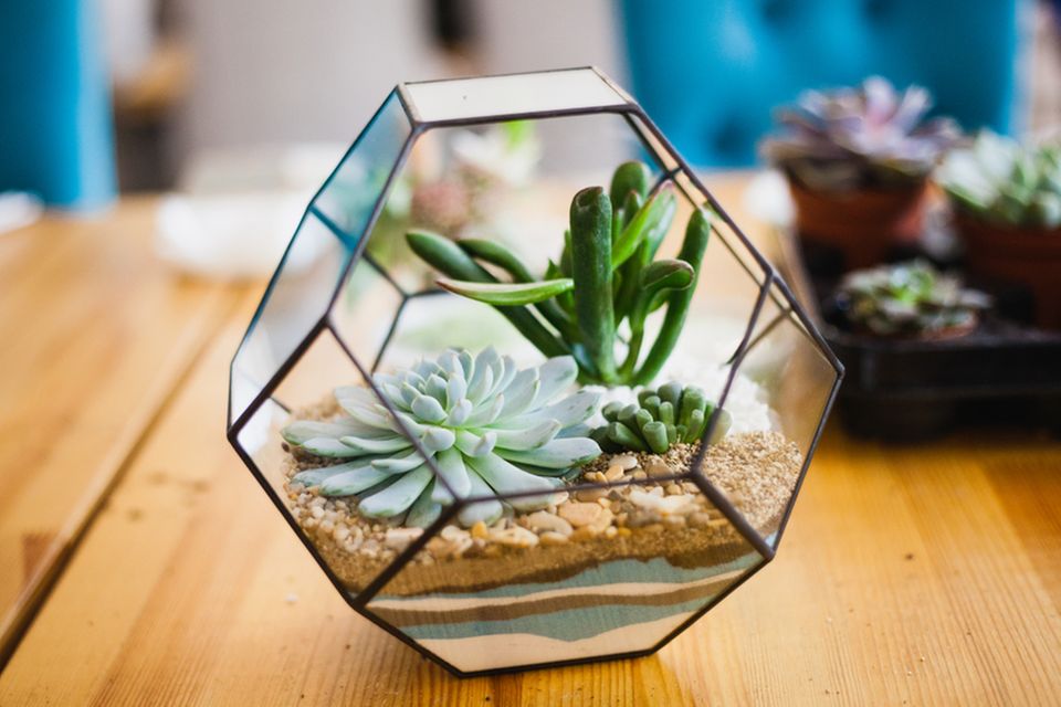 Pflanzenterrarium: Anleitung und Deko-Ideen: Sukkulenten in einem geometrischen Glasbehälter