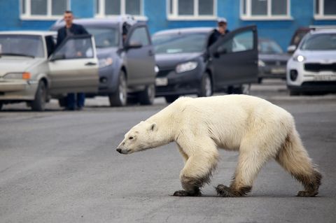 Trauriger Anblick: Abgemagerter Eisbär sucht in Großstadt nach Essen